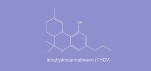 Jak wynika z badań, THCV może mieć wpływ na osiąganie haju, THCLand.pl