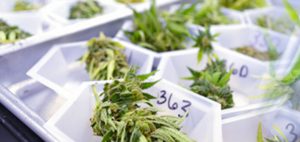 Jamajka analizuje zyski z dekryminalizacji marihuany, THCLand.pl