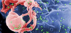 Naukowcy z Harvardu wyjaśniają jak kannabinoidy chronią mózg przed HIV, THCLand.pl