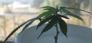 Badanie potwierdza, że marihuana może pomóc w przypadku leczenia zapalenia stawów, THCLand.pl
