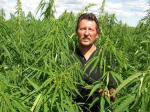 Nie wszyscy rolnicy uprawiający marihuanę w Kalifornii chcą jej legalizacji, THCLand.pl