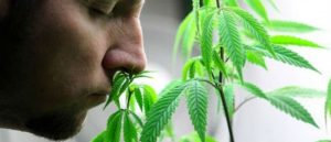 Connecticut dodaje kolejne choroby do programu medycznej marihuany, THCLand.pl