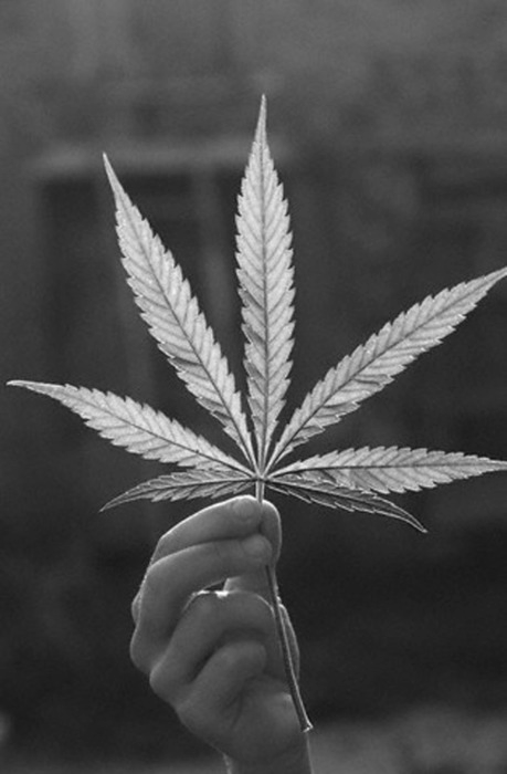 Ustawa dotycząca medycznej marihuany została przedstawiona w Australijskim rządzie, THCLand.pl