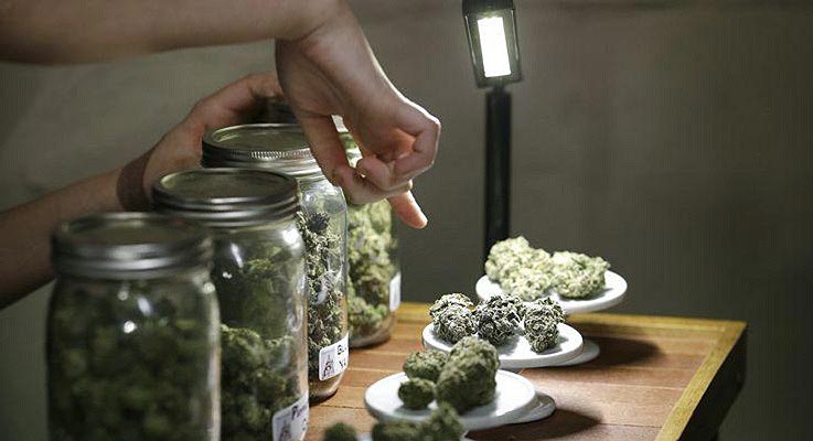 DEA planuje przeklasyfikowanie marihuany w połowie tego roku, THCLand.pl