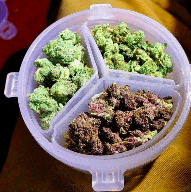 medyczna-marihuana-zebrana-marihuana-konopia