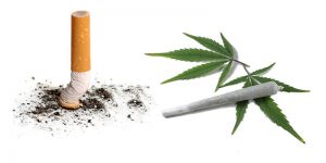 Cannabis i tytoń, THCLand.pl