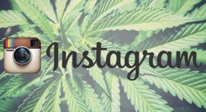 Instagram mówi NIE kontom przyjaznym cannabis, THCLand.pl