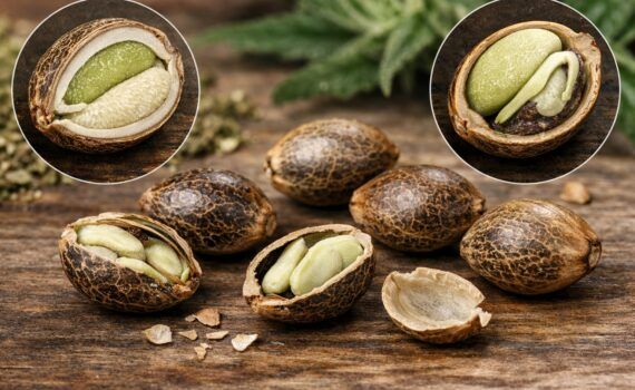 Budowa nasion marihuany