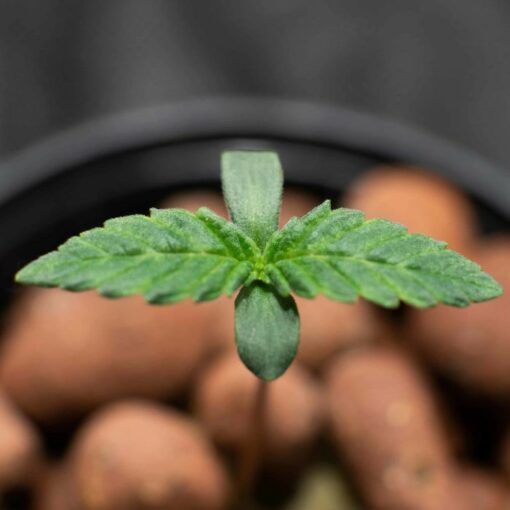 Dobre bakterie w hydroponice