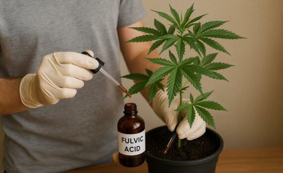 Kwasy fulwowe marihuana