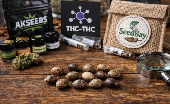 Top 10 nasion marihuany